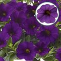 Bild von Calibrachoa P12 Blue